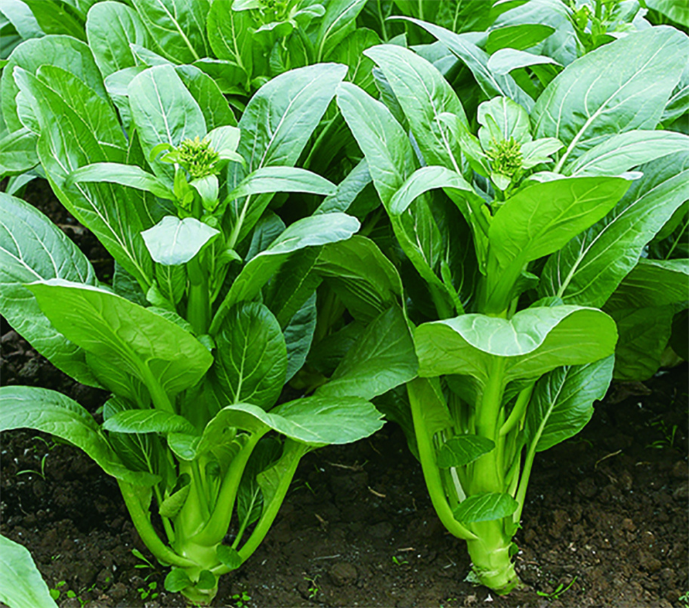 ׯ�к���Ϸ(�й�)�ɷ����޹�˾-����